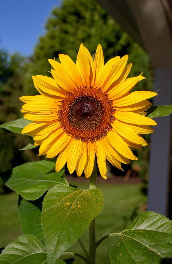 Sunflower head against a blue sky